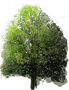 Tulip Tree